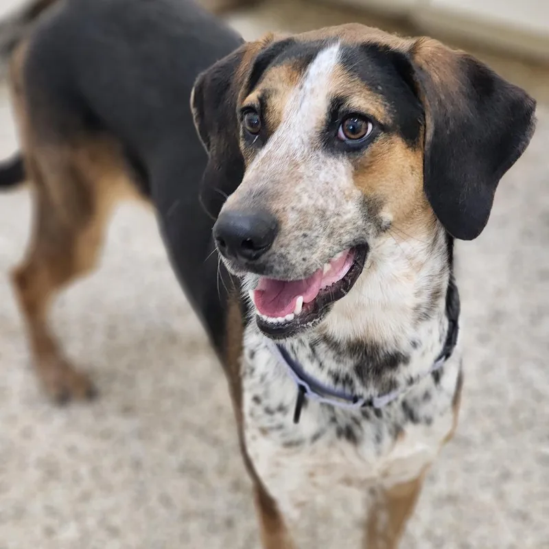 Gertrude thumbnail 3