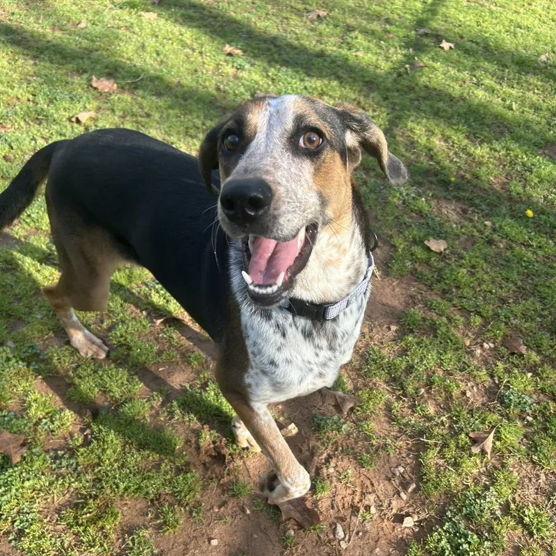 Gertrude thumbnail 4