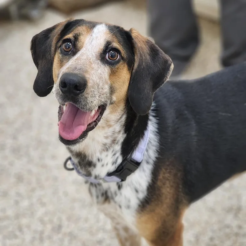 Gertrude thumbnail 5