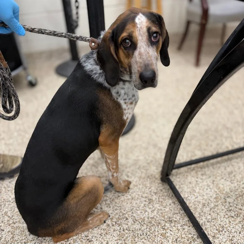 Gertrude thumbnail 6