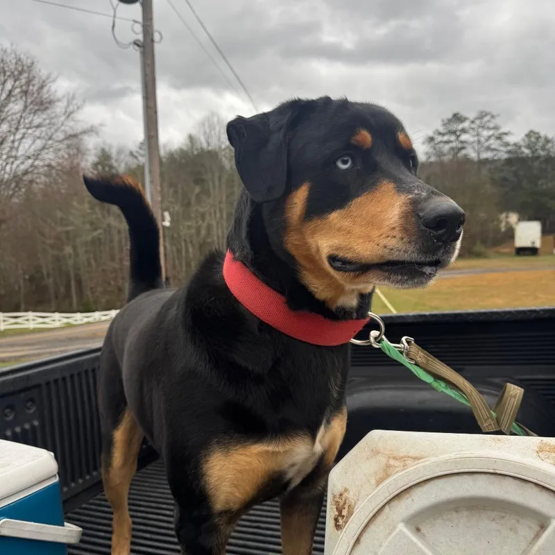 Buddy Blue thumbnail 2