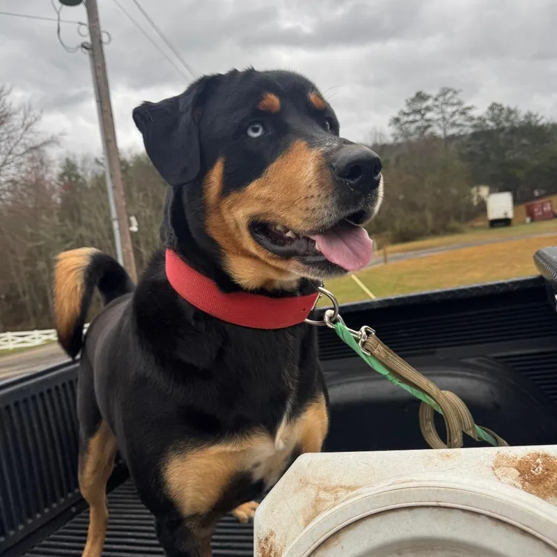 Buddy Blue thumbnail 3