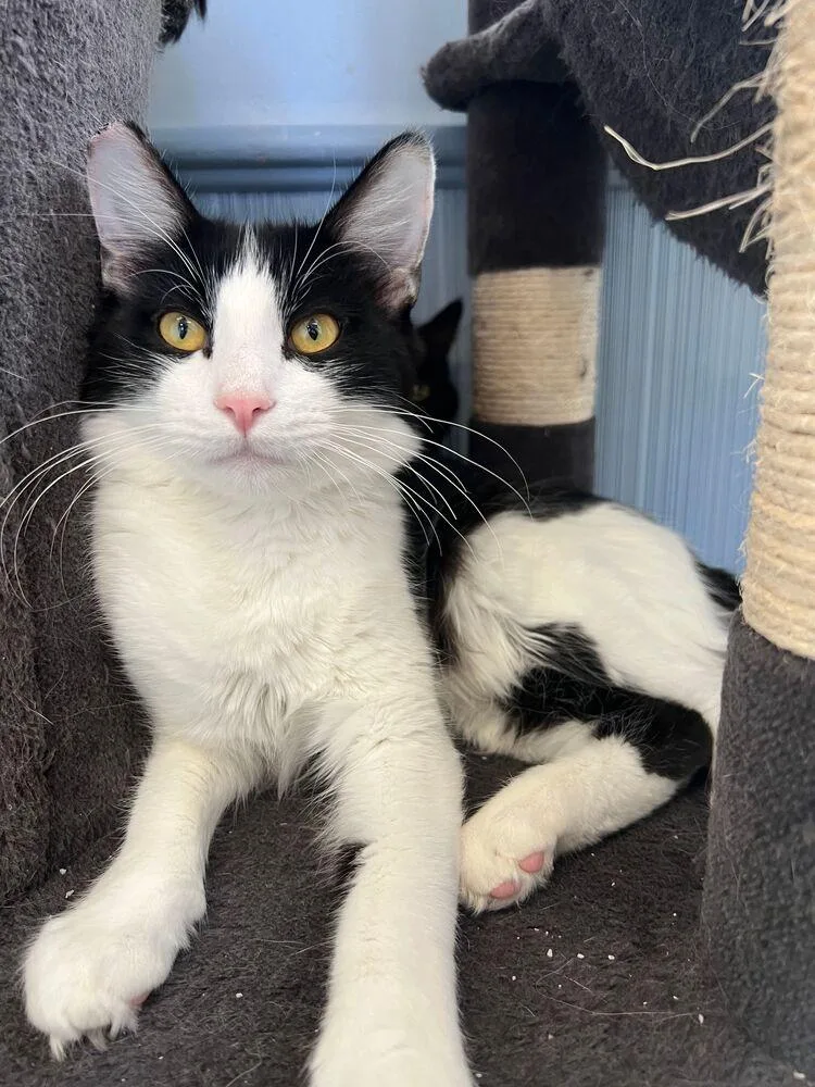 Benedict thumbnail 2