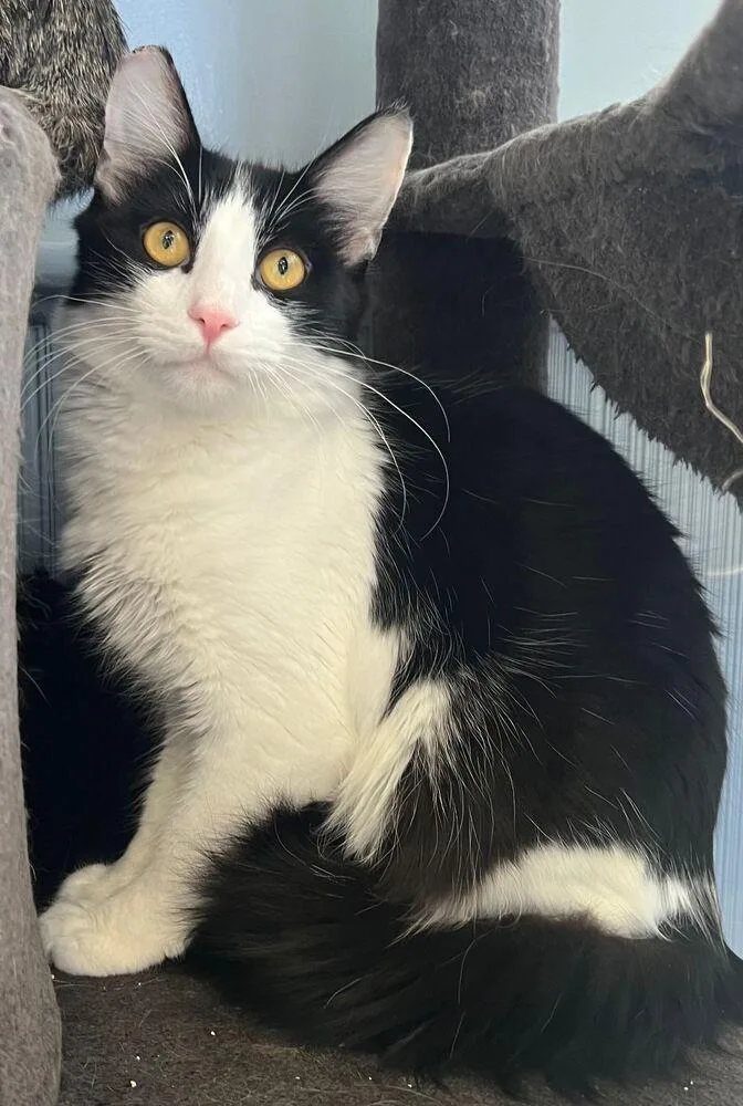 Benedict thumbnail 3