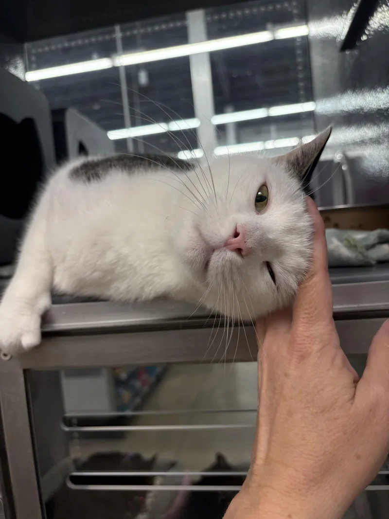 Tumbleweed thumbnail 2