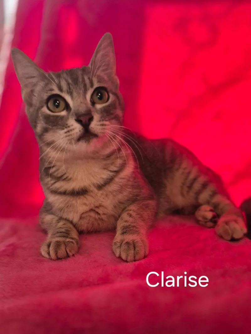 Clarise