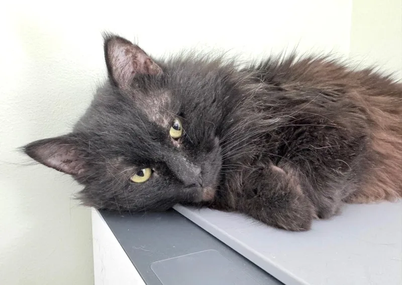 Smokedust thumbnail 2