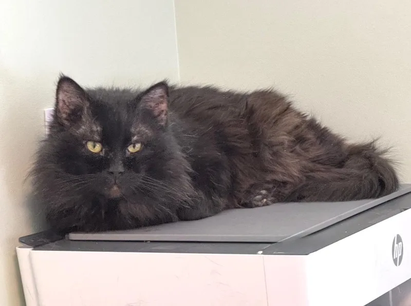 Smokedust thumbnail 3