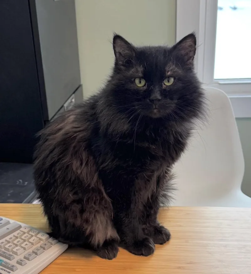 Smokedust thumbnail 4