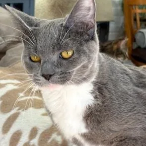 Speckles thumbnail 3