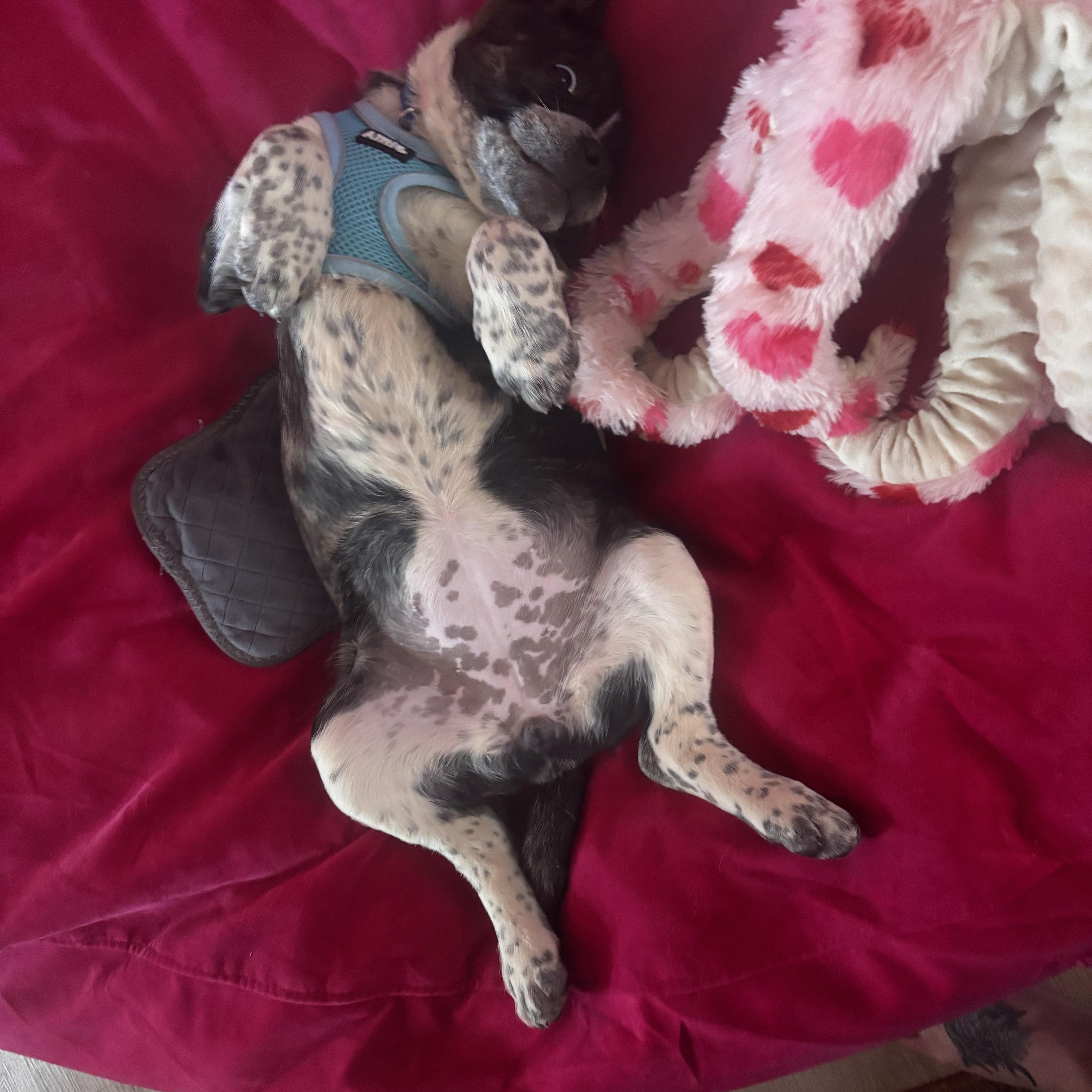 Cheesecake thumbnail 3