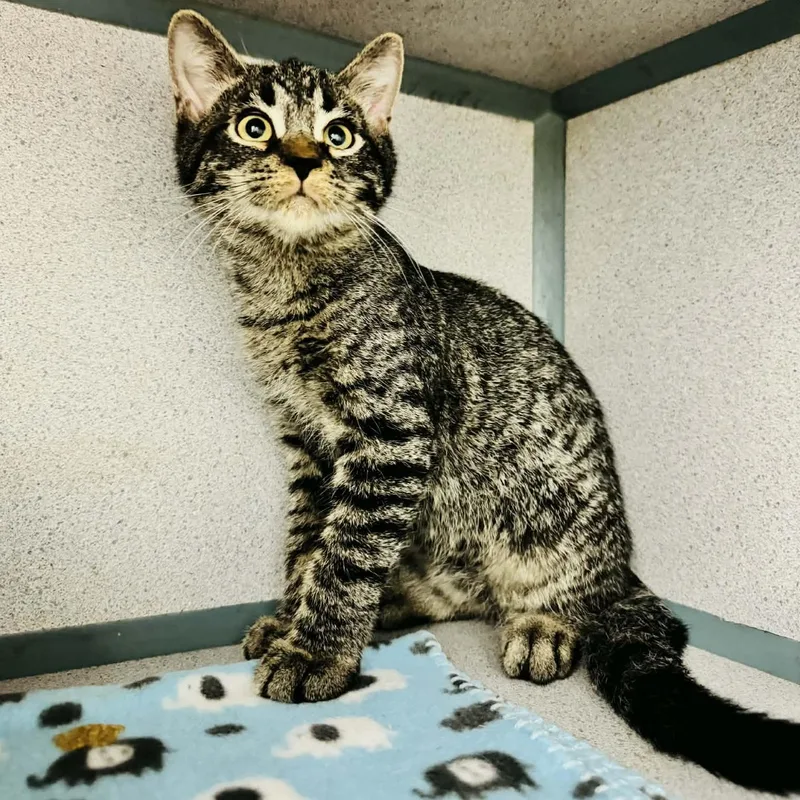 A young medium-sized male Tabby (Brown / Chocolate) Domestic Short Hair cat named Brick for adoption in Waterloo, IA