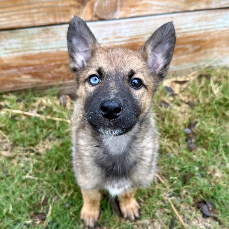 Indigo May thumbnail 2