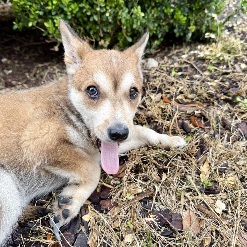 Honey Bear thumbnail 2