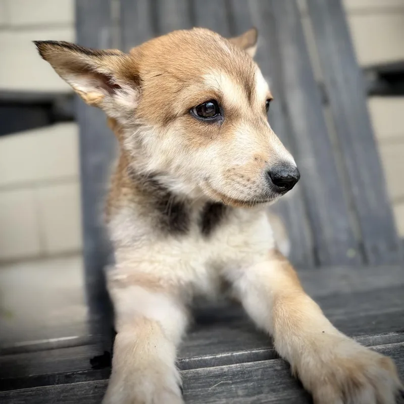 Honey Bear thumbnail 3