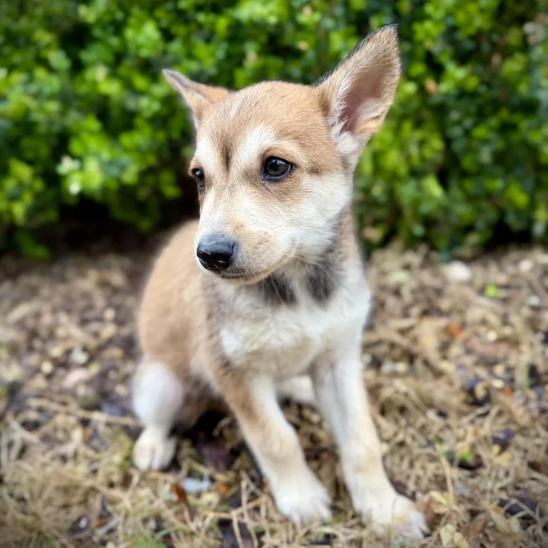 Honey Bear thumbnail 4