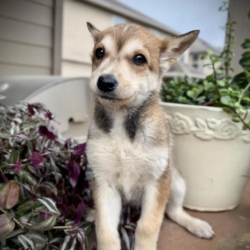 Honey Bear thumbnail 5