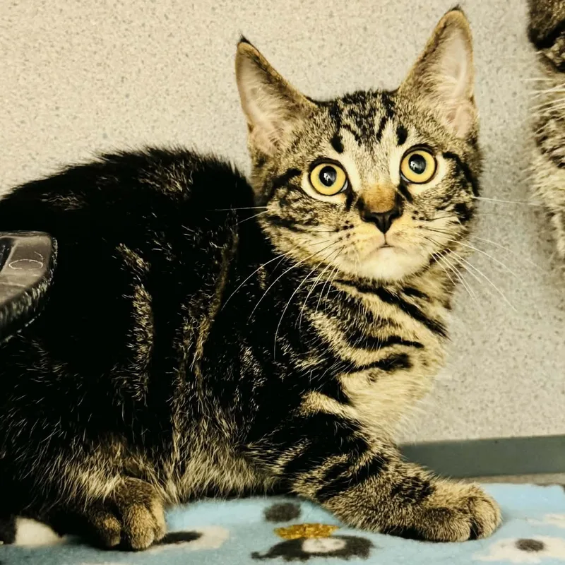 A young medium-sized male Tabby (Brown / Chocolate) Domestic Short Hair cat named Tank for adoption in Waterloo, IA