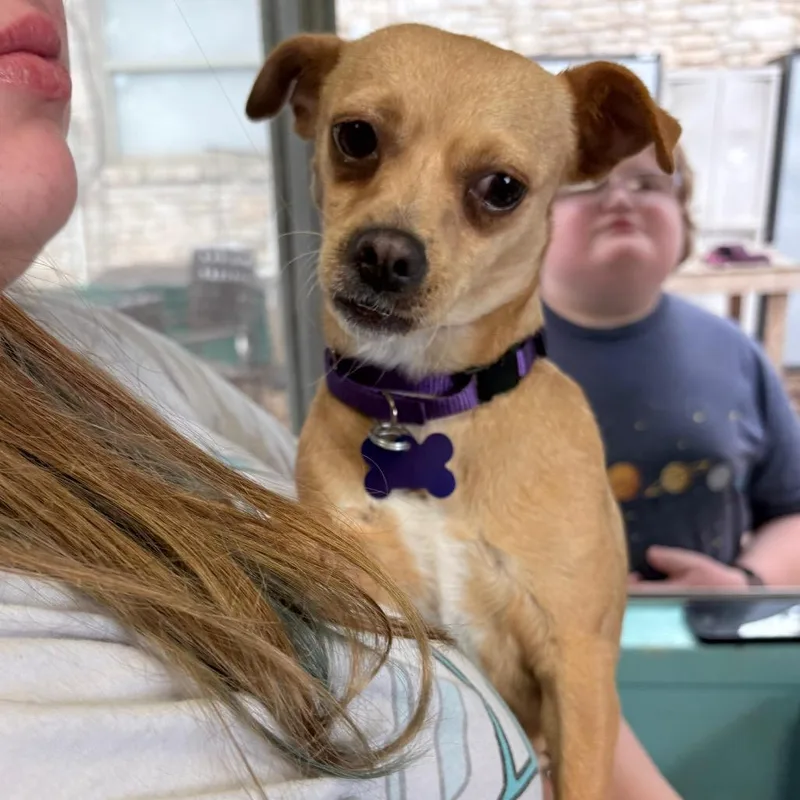 Raspberry thumbnail 3