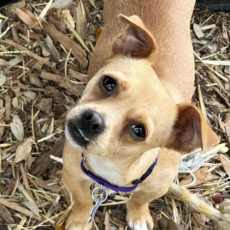 Raspberry thumbnail 4