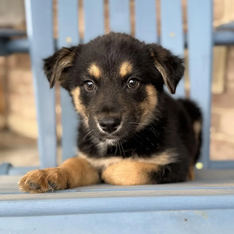 Valkyrie thumbnail 2