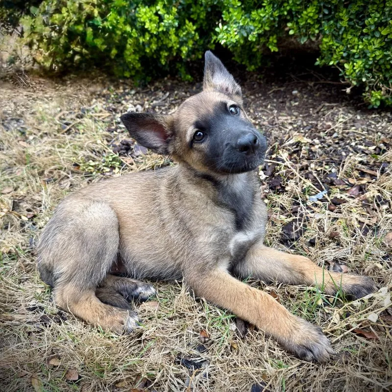 Zara Violet thumbnail 2