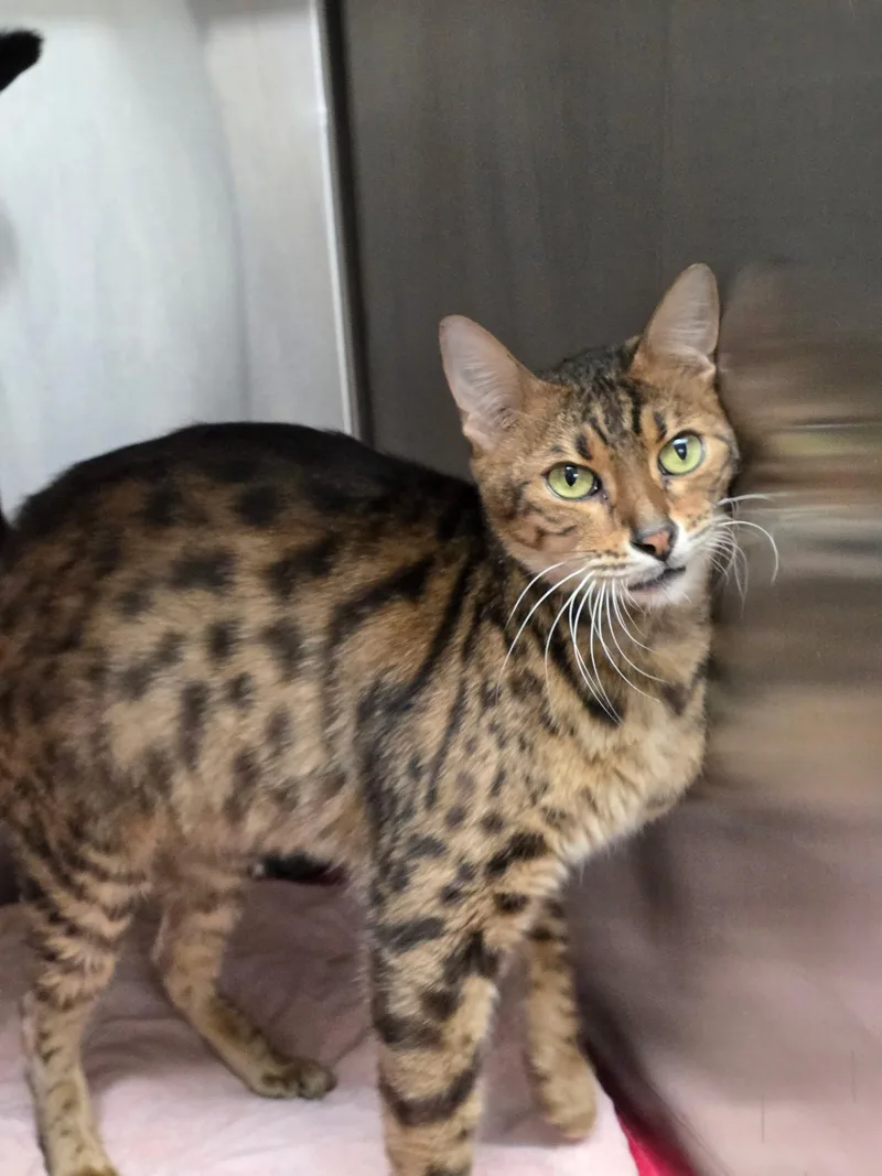 Sebastian thumbnail 2