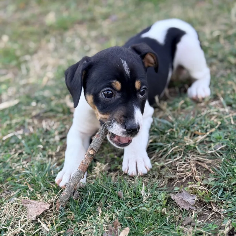 Cashewie thumbnail 2