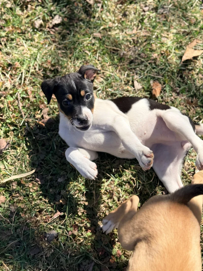 Cashewie thumbnail 3