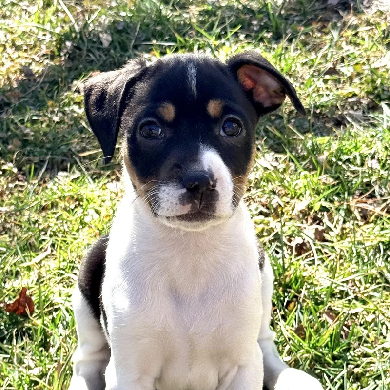 Cashewie thumbnail 4