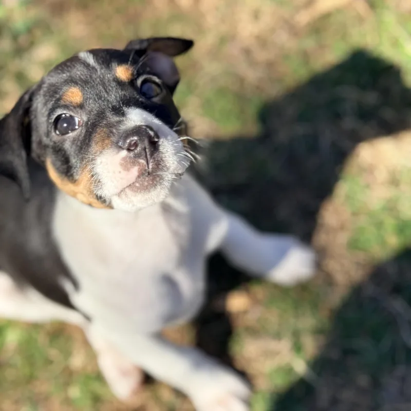 Cashewie thumbnail 5