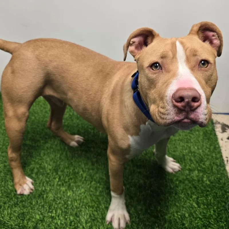 Meatball thumbnail 2