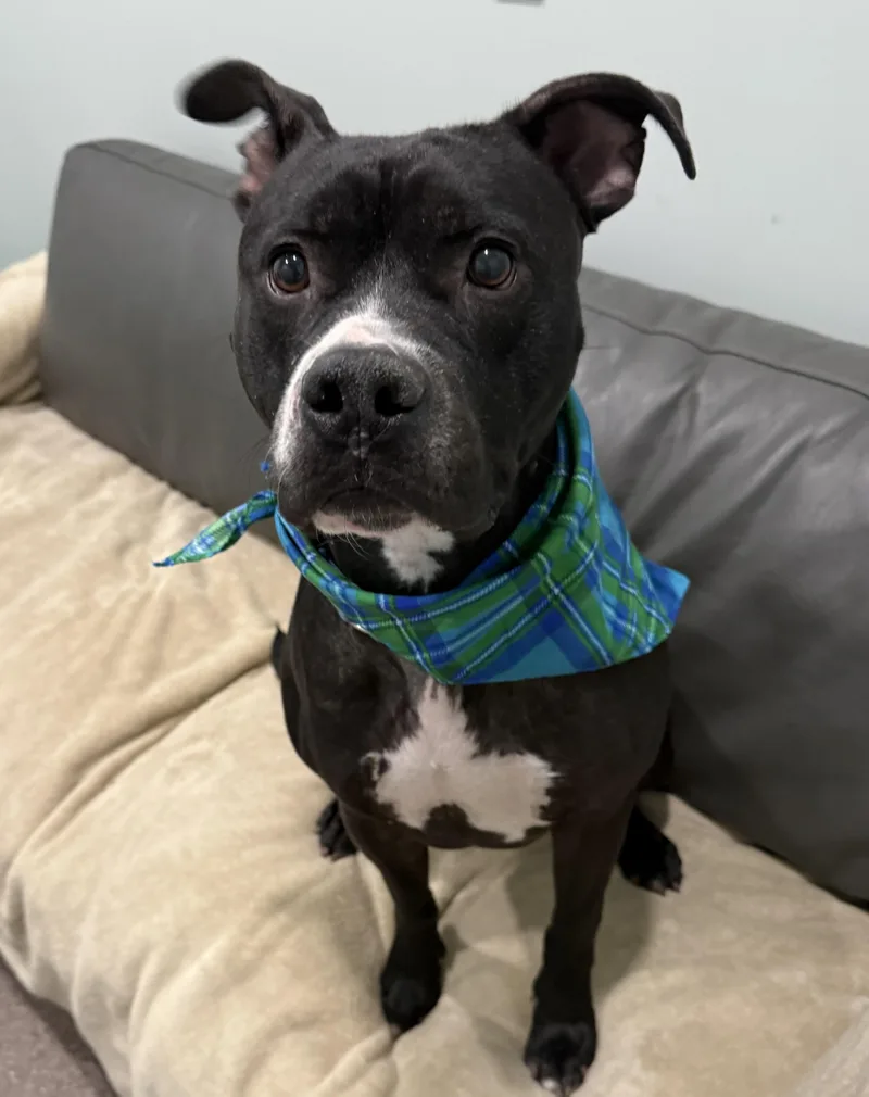 An adult large-sized male Black Pit Bull Terrier dog named Benny Currently Enrolled In for adoption in Sault Sainte Marie, MI