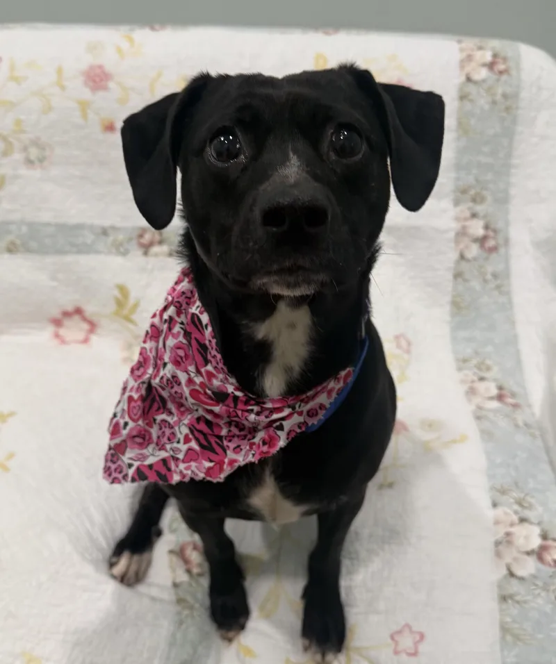 Nelly  Pounds thumbnail 2