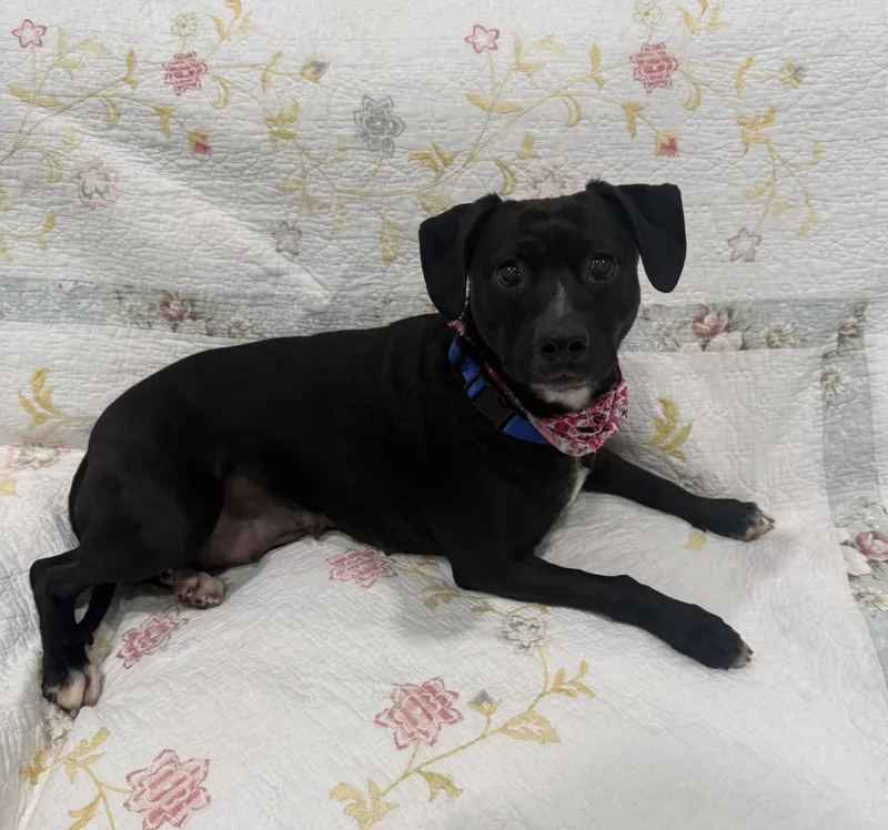 Nelly  Pounds thumbnail 3