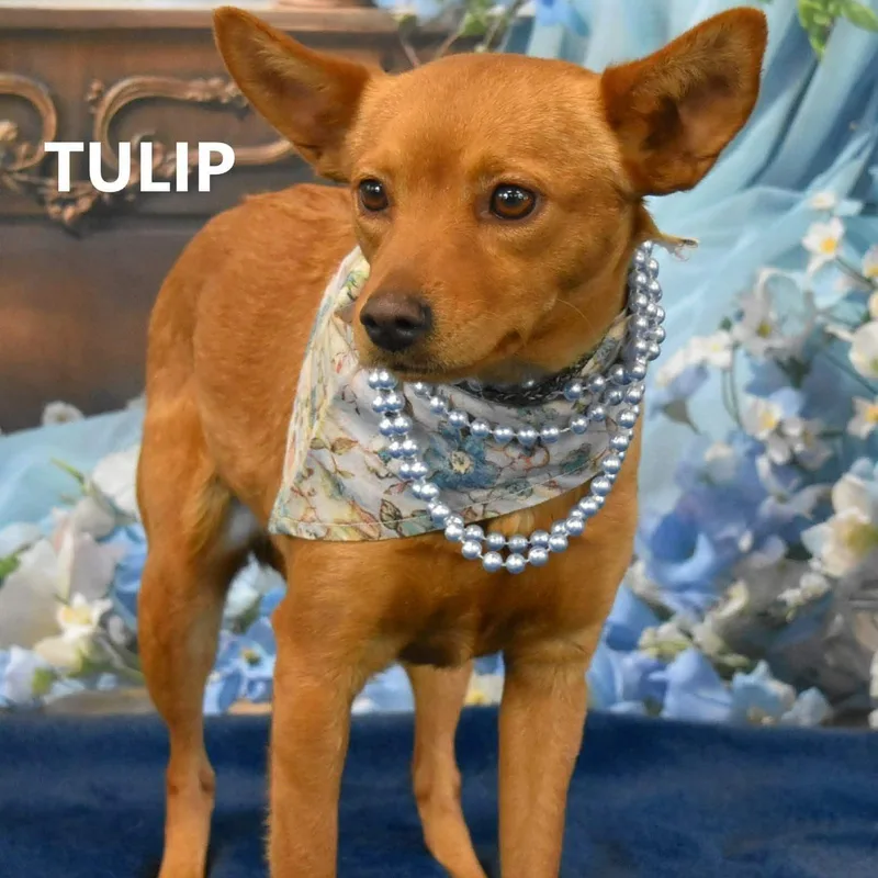 Tulip And Rose thumbnail 2