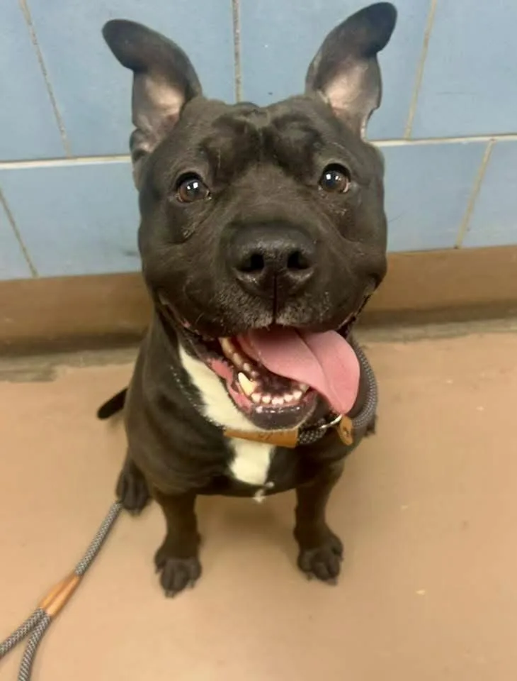 Rockwell thumbnail 3