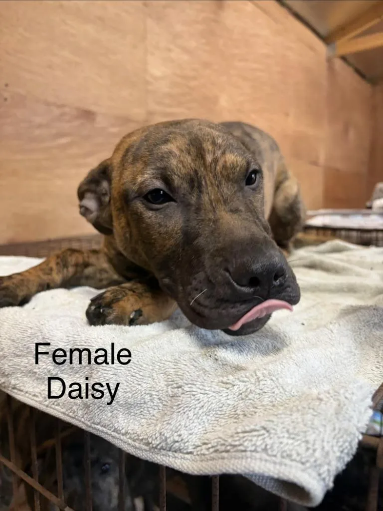 Daisy