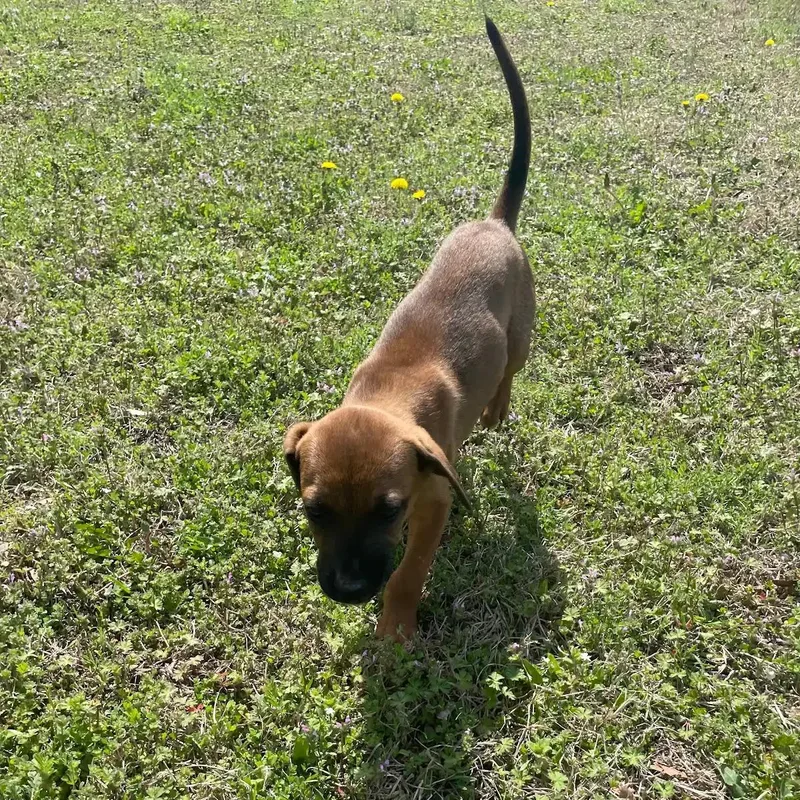 Dandelion thumbnail 2