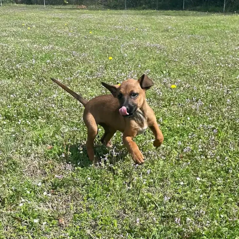 Dandelion thumbnail 3