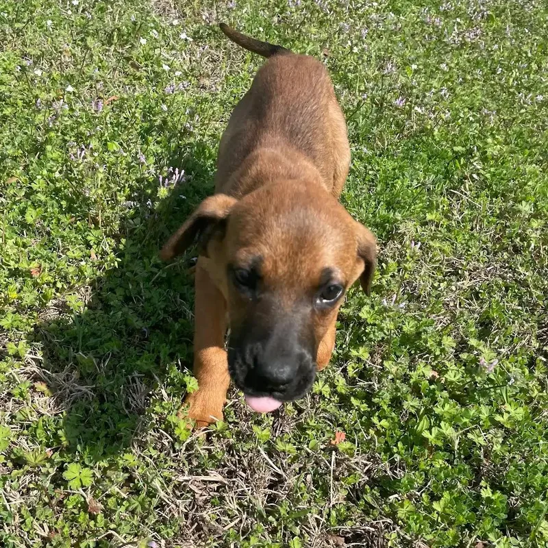 Dandelion thumbnail 4