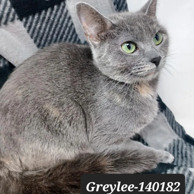 Greylee