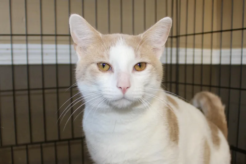 An adult medium-sized male Orange & White Domestic Short Hair cat named Jasper for adoption in Brazil, IN