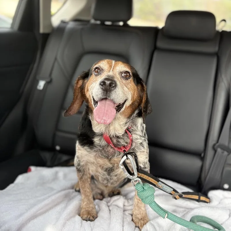 Fish Stick thumbnail 3