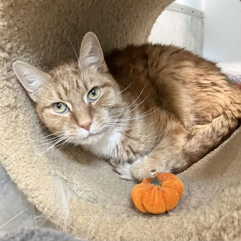 Savage  Kbc thumbnail 3