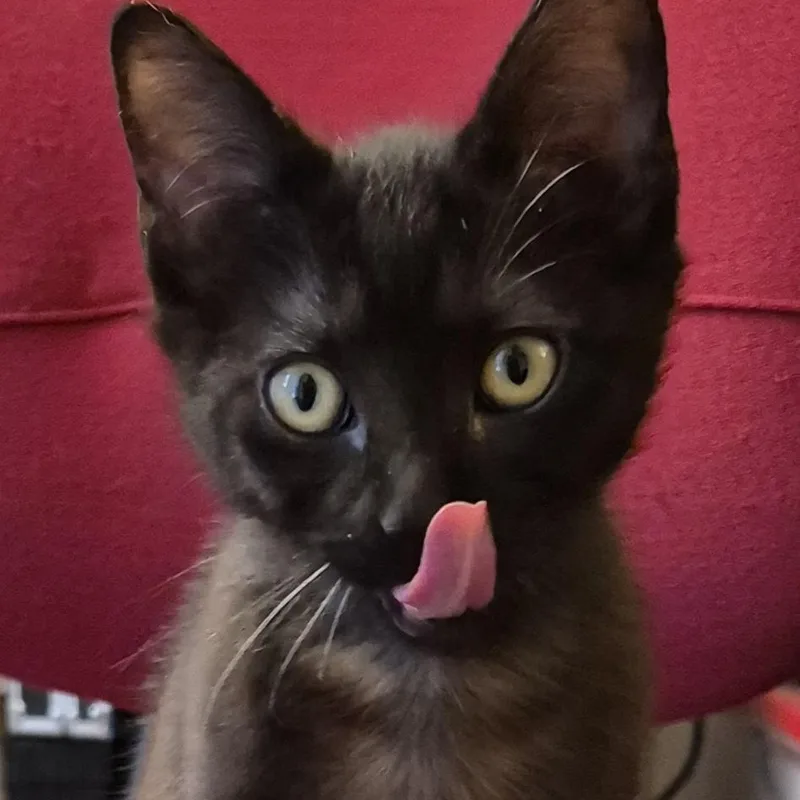 Guiness Hunt thumbnail 2