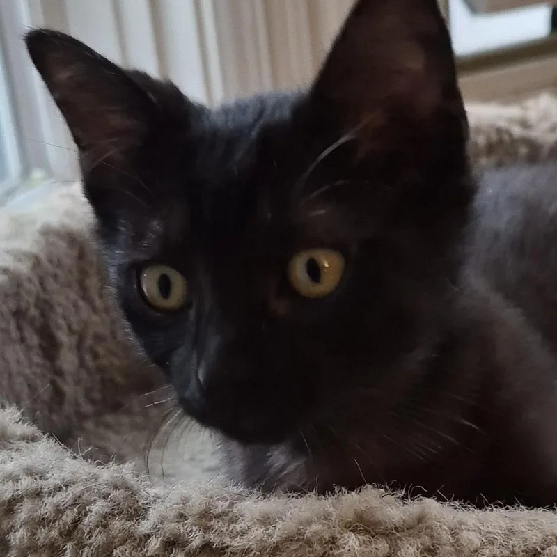 Guiness Hunt thumbnail 3