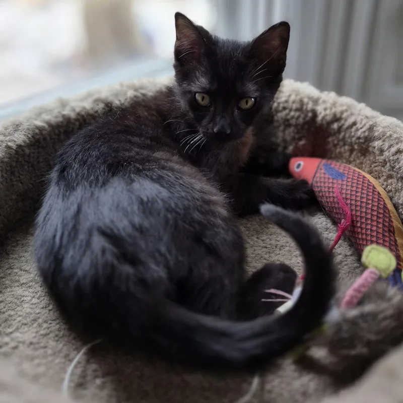 Guiness Hunt thumbnail 4