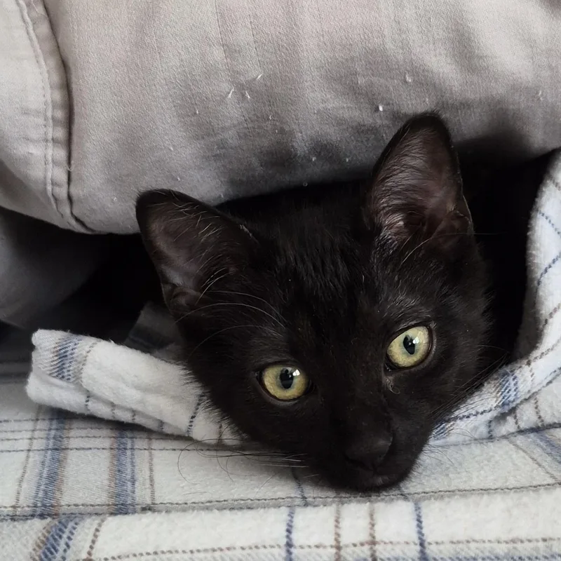 Guiness Hunt thumbnail 5