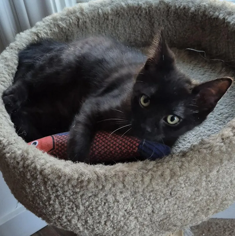 Guiness Hunt thumbnail 6